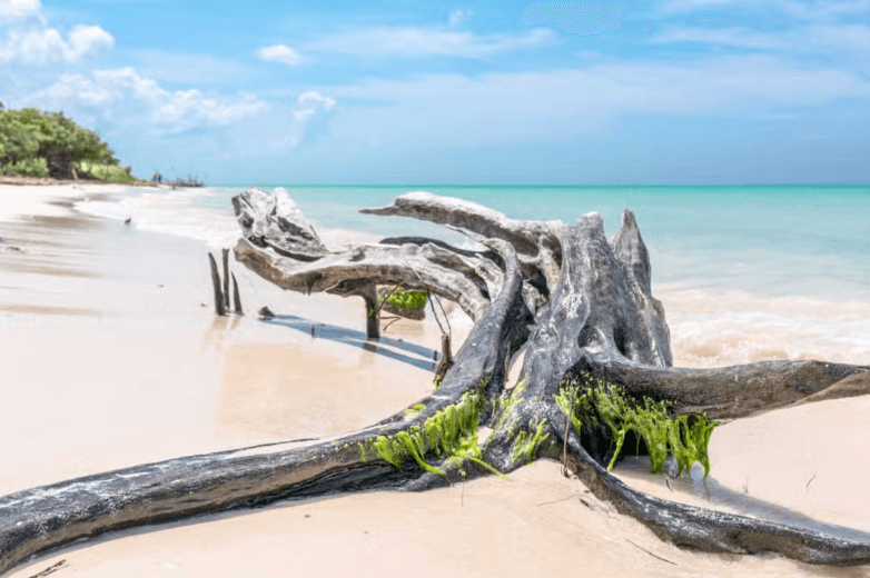 Trasferimento a Cayo Jutias - Photo 2 (Gallery view)