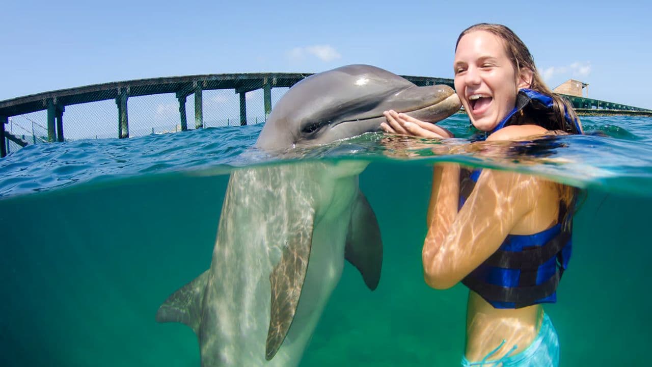 Punta Cana: Dolphin Explorer Swims and Encounters - Photo 2 (Gallery view)