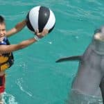 Punta Cana: Swim with Dolphins in the Pool - Dominican Republic