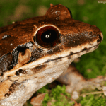 Los Haitises Night Hike In The Rainforest - Dominican Republic