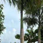 Buggy Tour - Photo 3 (Gallery view)