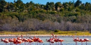 Jaragua Nemzeti Park: Fedezze fel a Laguna de Oviedo-t - Photo 4 (Gallery view)