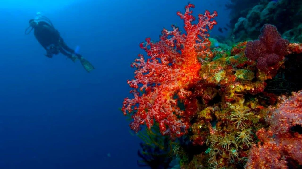 Punta Cana 40ft Recreational Diving Adventure - Photo 3 (Gallery view)