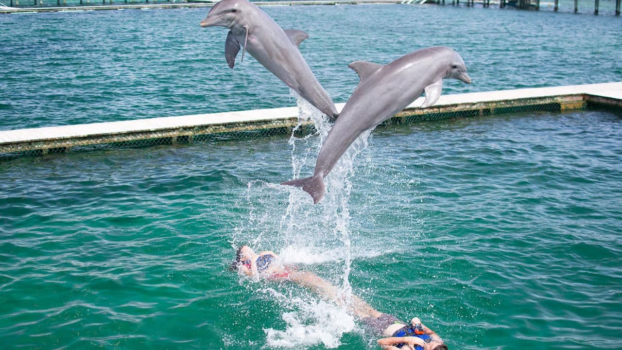 Punta Cana: Dolphin Explorer Swims and Encounters - Photo 4 (Gallery view)