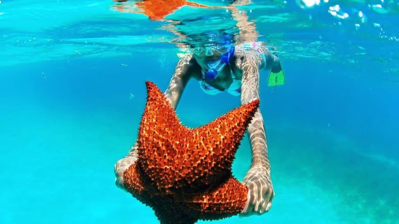 Punta Cana: Saona Island Day Trip with VIP Option - Photo 4 (Gallery view)
