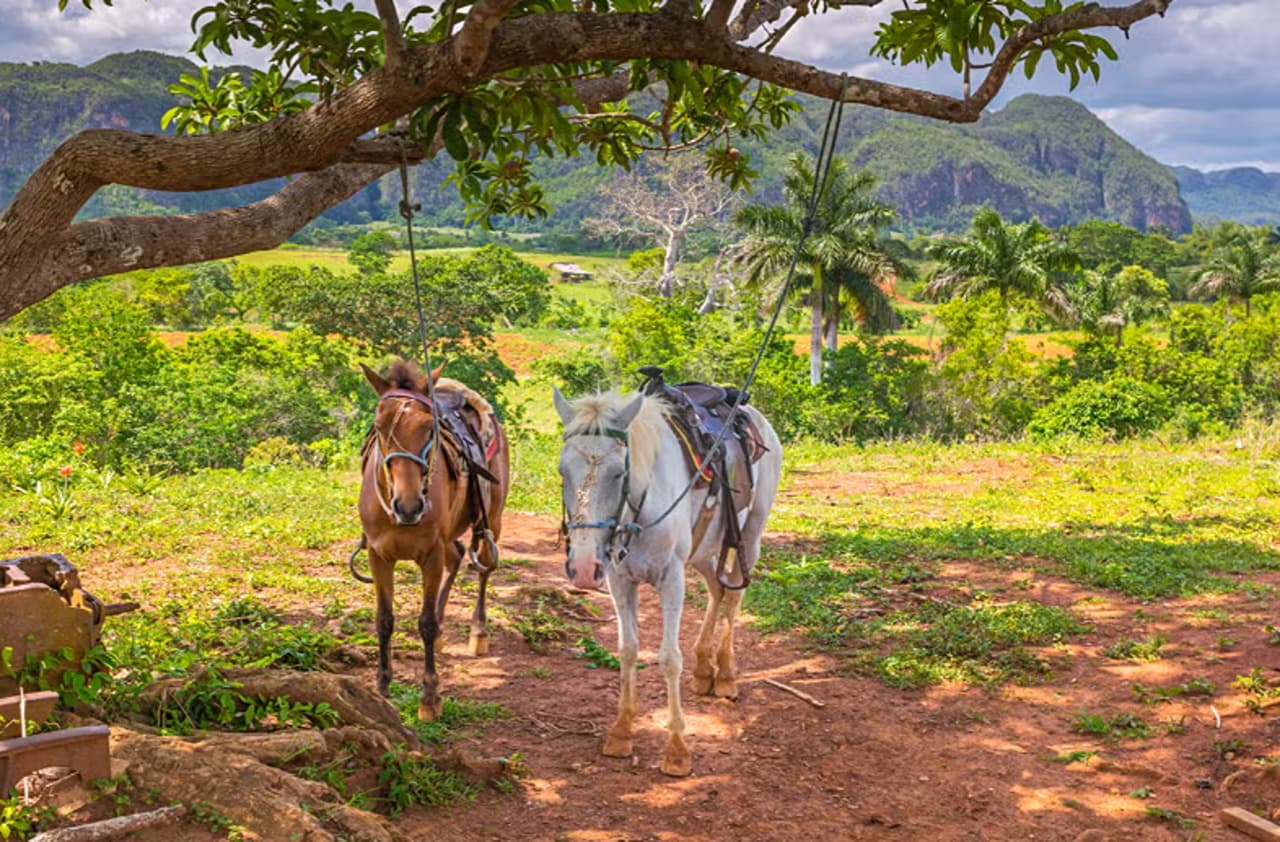 Viñales Valley Carriage Ride - Photo 4 (Gallery view)