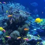 Punta Cana or La Romana: Catalina Island Tour and Snorkeling - Photo 3 (Gallery view)