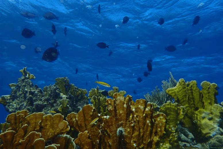 Playa Coral Scuba Diving - Photo 4 (Gallery view)