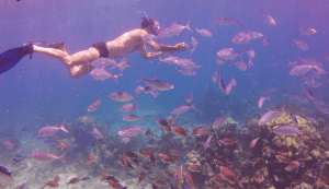 Catalina Island Full-Day Snorkeling Tour expedition - Photo 3 (Gallery view)