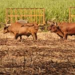 Full day buggy Safari with lunch and Chavon River Tour - Photo 4 (Gallery view)