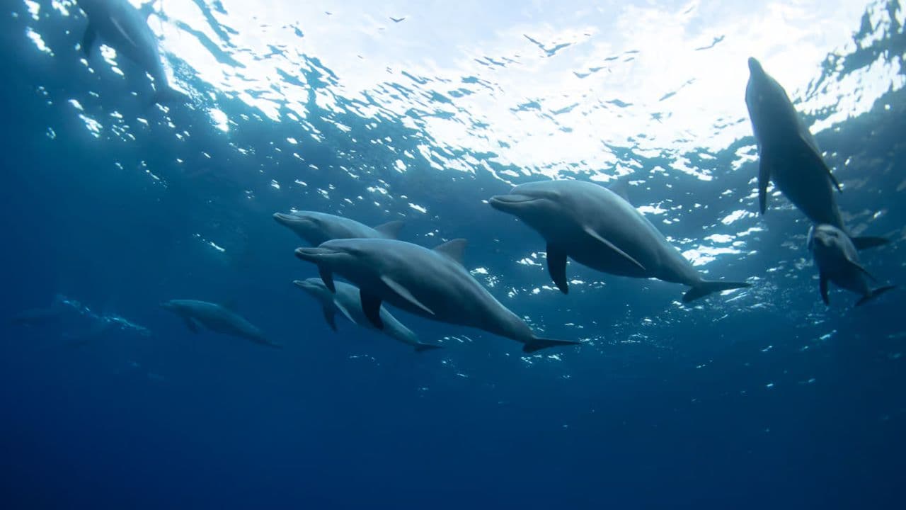 Punta Cana: Swim with Dolphins in the Pool - Dominican Republic