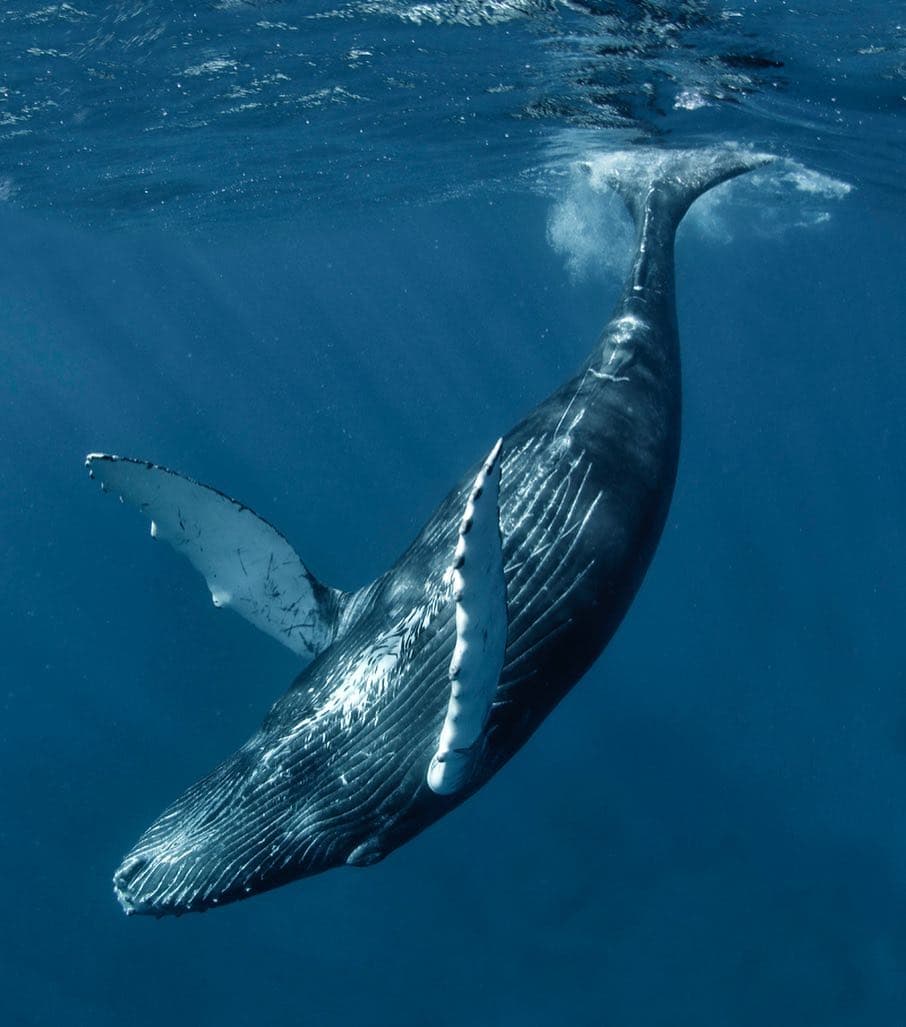 Whale Watching from Bayahibe: Half-Day Tour Guide - Photo 2 (Gallery view)