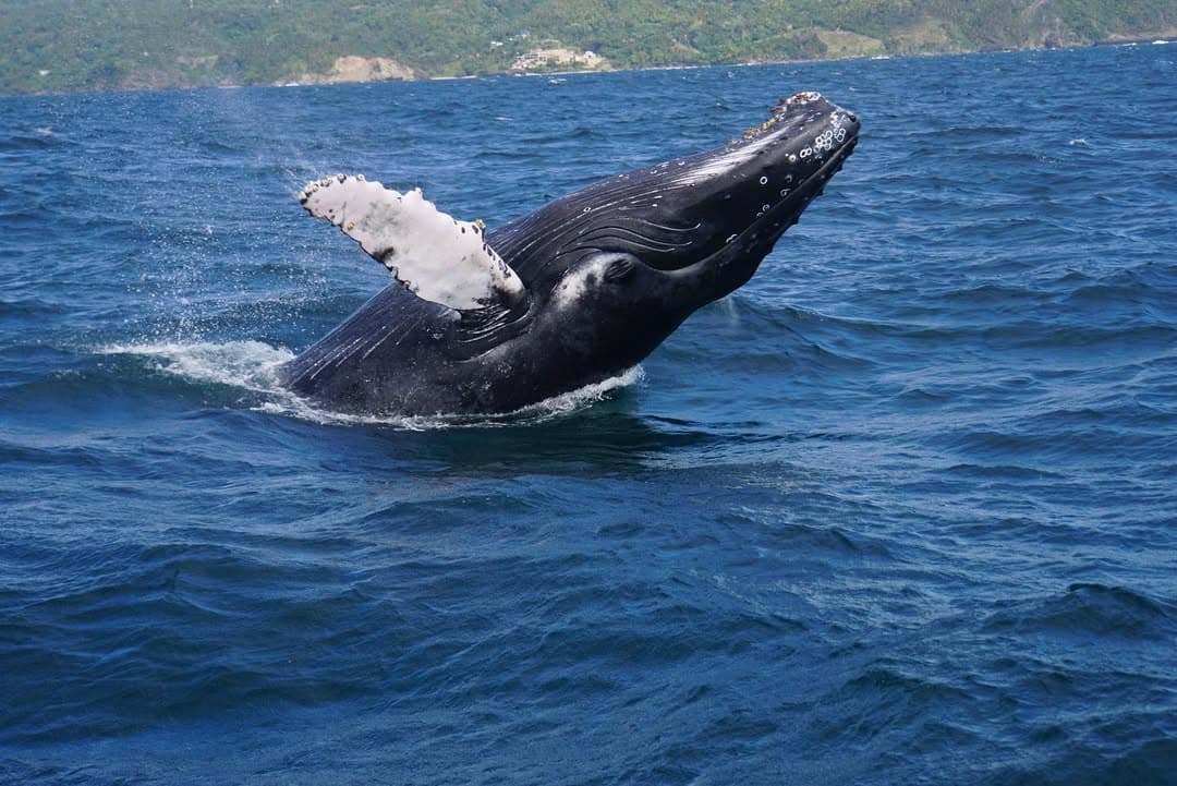 Whale Watching from Bayahibe: Half-Day Tour Guide - Photo 5 (Gallery view)