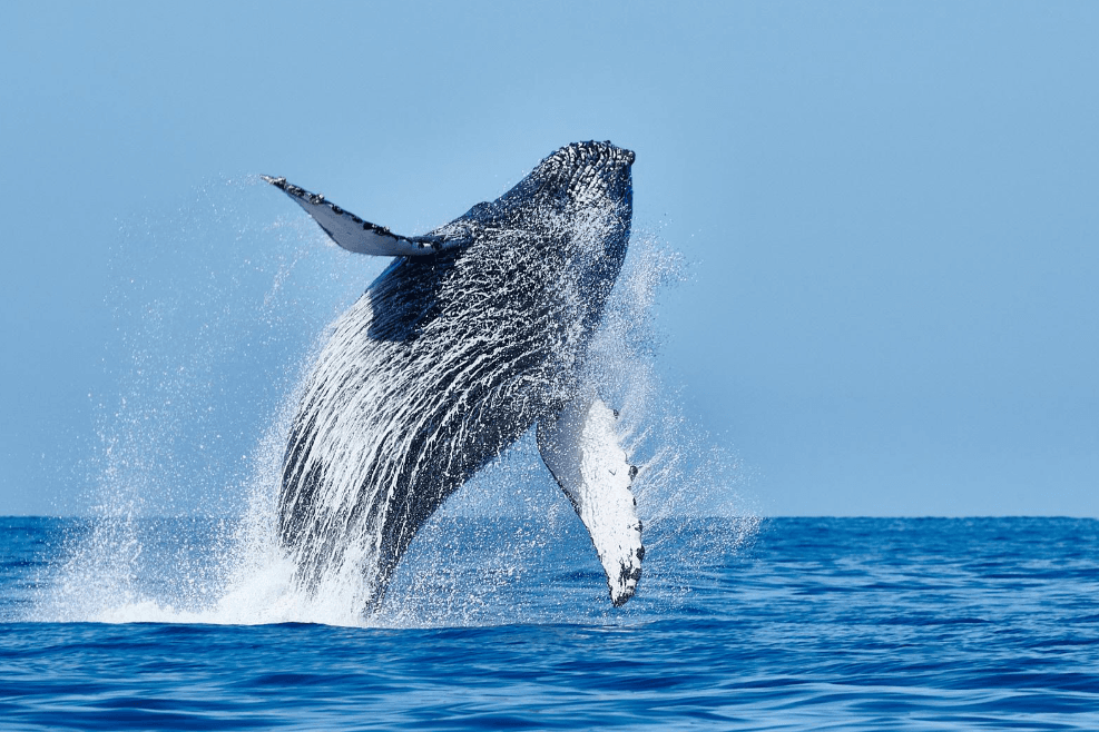 Humpback Whale Baleen: How These Giants Filter Food
