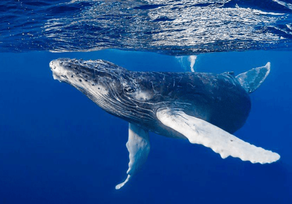 Temperatura dell'oceano e megattere: cosa cambia?