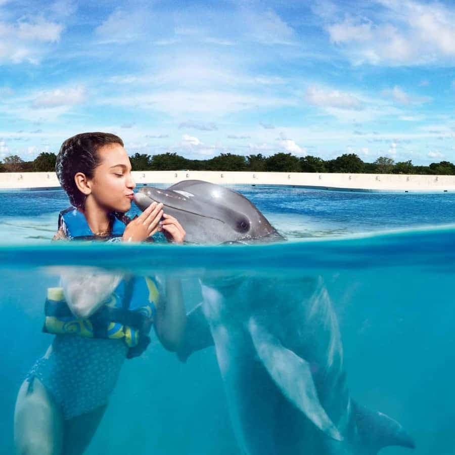 Punta Cana: Dolphin Discovery Park with Hotel Transfers - Dominican Republic