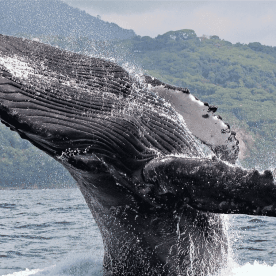 Whale Watching from Carenero Port Samaná | Cayo Levantado Tour - Dominican Republic