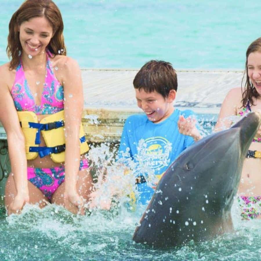 Punta Cana: Dolphin Royal Swim - Dominican Republic