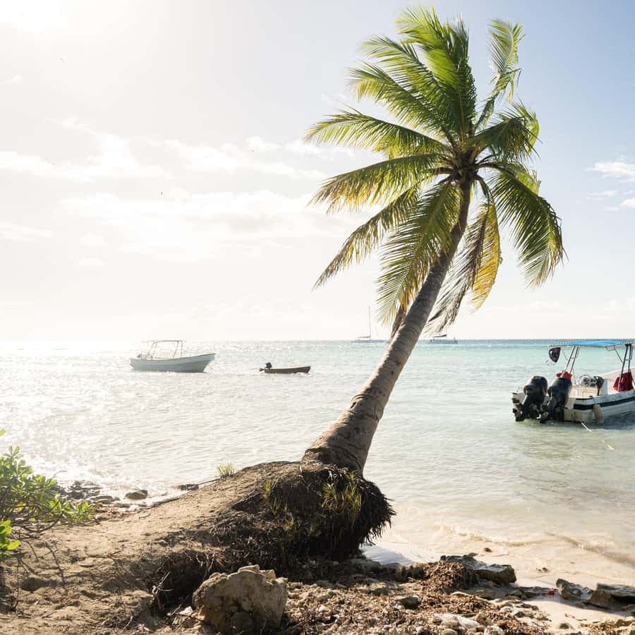 From Punta Cana: Saona Island Tour by Catamaran with Open Bar and Buffet - Dominican Republic