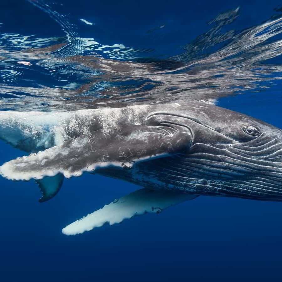 From Samaná: Whale Watching and Cayo Levantado Island Tour - Dominican Republic