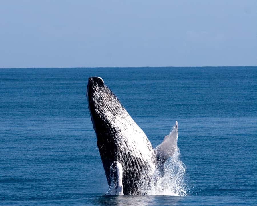 From Punta Cana: Whale Watching and Beaches Day Trip - Photo 1 of 5