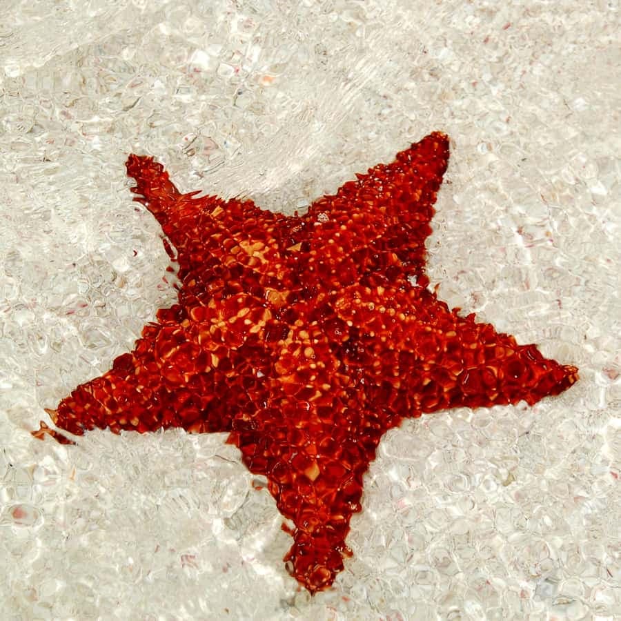 Saona Island: Tour of the 4 Beaches with Canto de la Playa - Dominican Republic