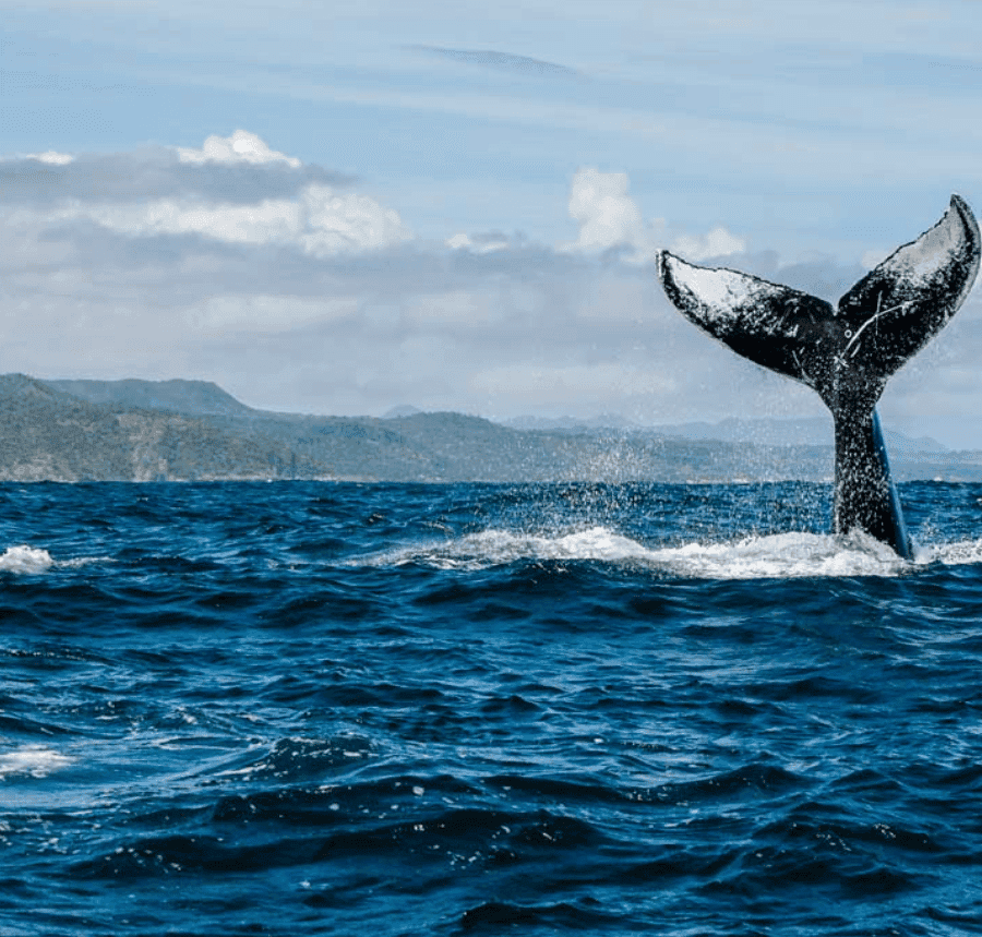 Samana: Whale-Watching and Cayo Levantado Full-Day Tour - Dominican Republic
