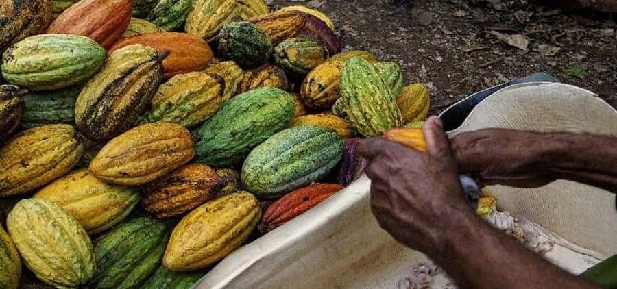 Punta Cana: Cultural Tour with Coffee Tasting, Cocoa & Lunch - Dominican Republic