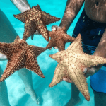 Saona Island Full-Day with Pickup in your Hotel Punta Cana - Dominican Republic