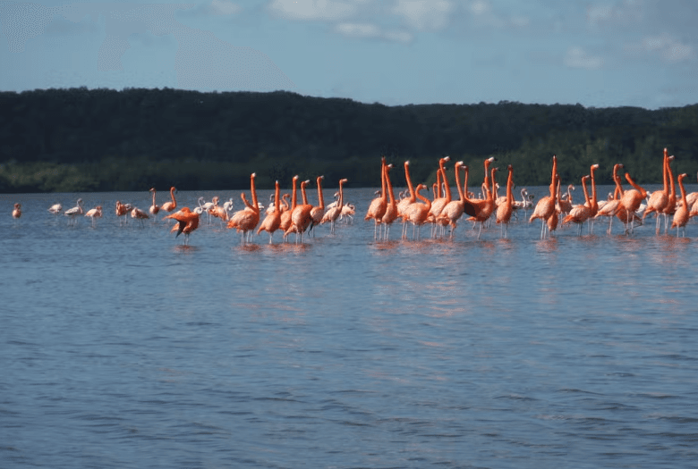 Guanaroca Lagoon Boat Tour - Dominican Republic