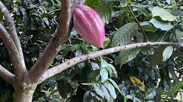 Chocolate, Vanilla and Coffee Tour - Dominican Republic