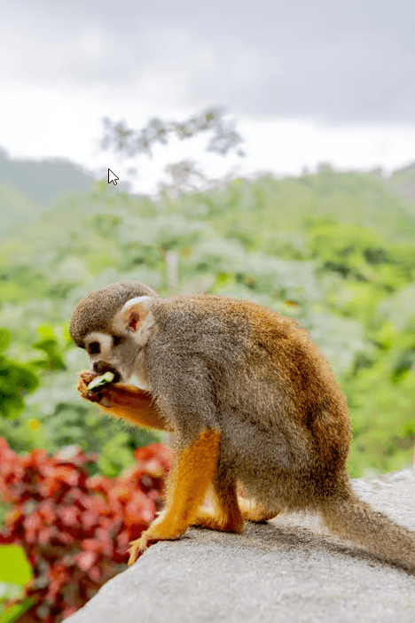 Punta Cana: Monkeyland Half-Day Safari and Plantation - Dominican Republic