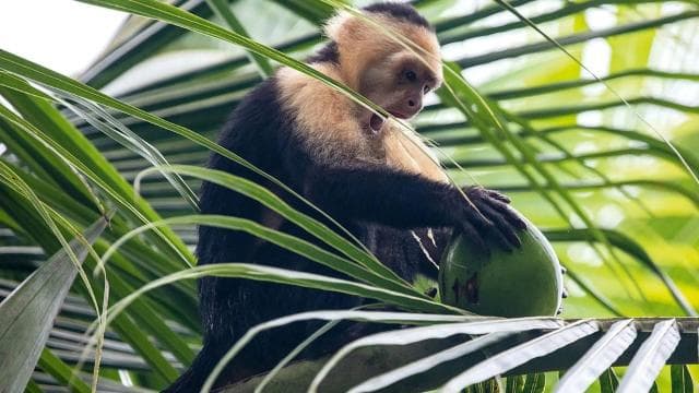 Quepos Costa Rica: Mangrove Monkey Tour - Dominican Republic