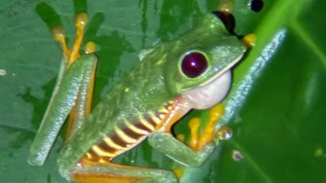 Manuel Antonio: Jungle Night Tour and Buttlerfly Garden - Dominican Republic