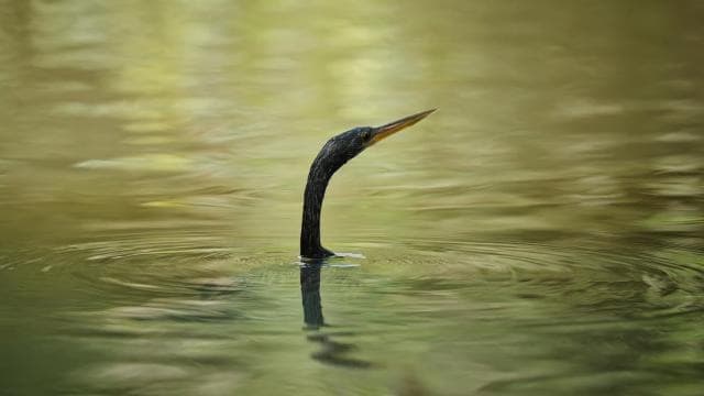 Tortuguero: Kayak adventure through the rainforest canals. - Dominican Republic