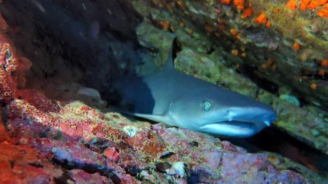 Tamarindo: Guided Snorkeling Tour with Marine Life Spotting - Dominican Republic