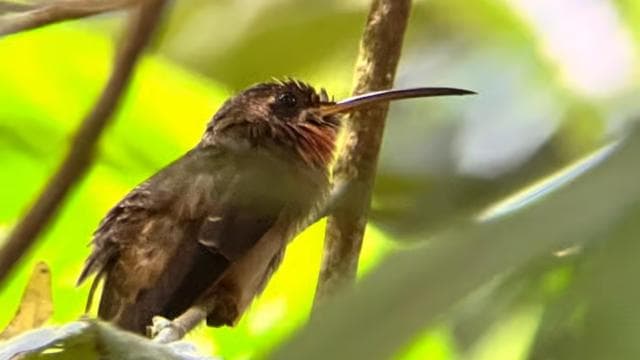 PRIVATE TOUR Manuel Antonio park - Dominican Republic