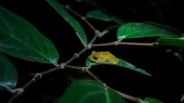 Monteverde: Coffee and Chocolate Tour with Night Hike - Dominican Republic