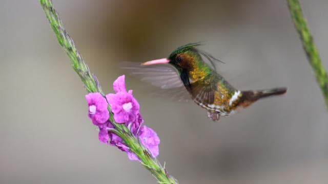 Arenal Forest: Bird Observation & Photography Tour - Dominican Republic