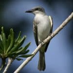 Birdwatching in Los Haitises National Park - Dominican Republic