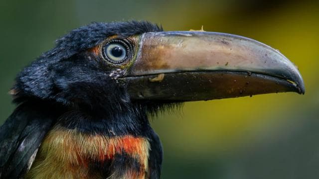 Rincón de la Vieja Rainforest Wildlife Night Tour - Dominican Republic