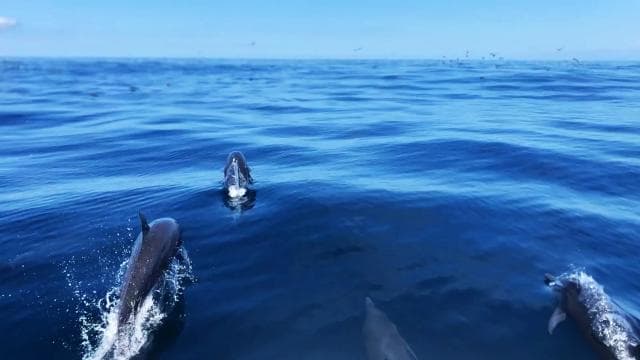 Drake Bay - Whales and Dolphins Watching Tour - Dominican Republic