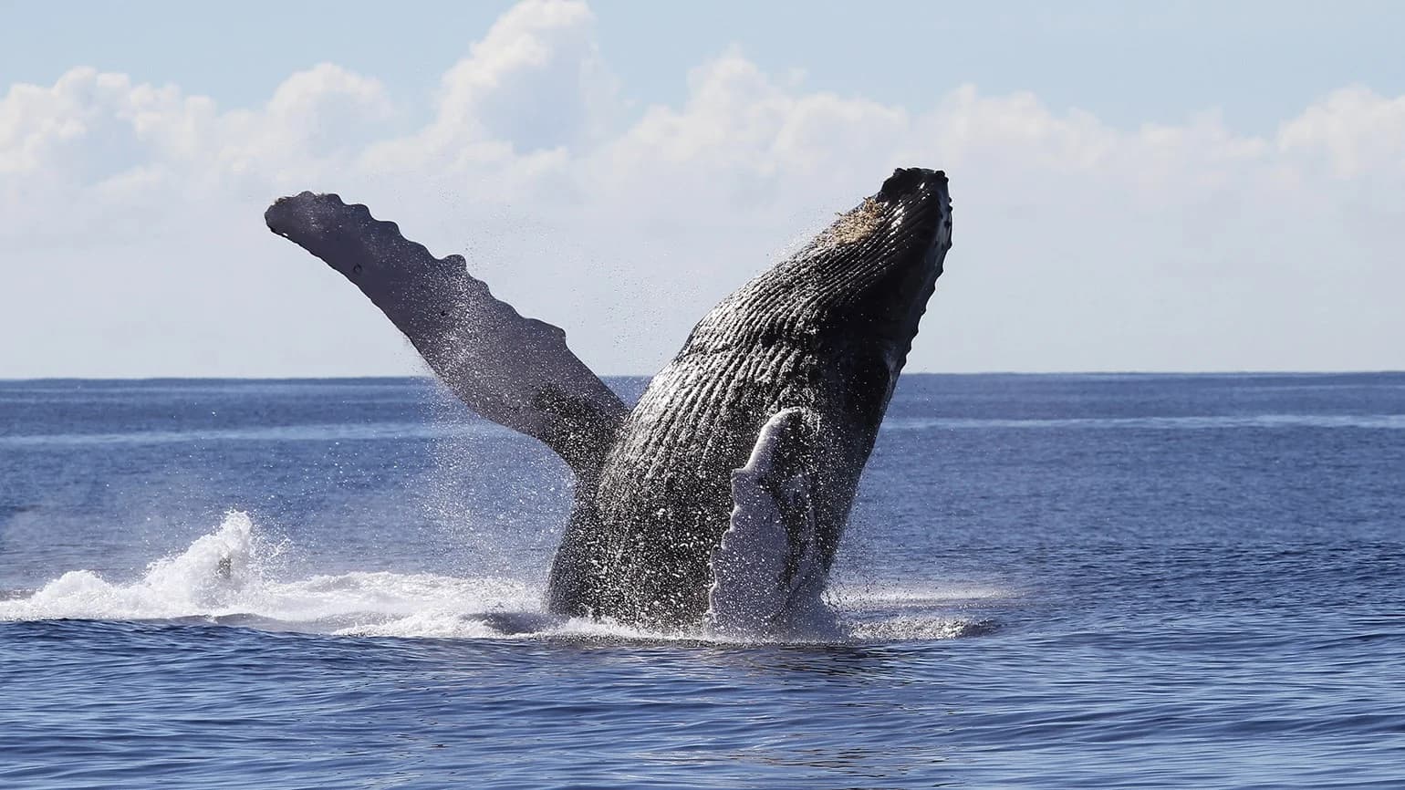 Whale Watching from Miches Hotels and Cayo Levantado (Bacardi Island) - Dominican Republic