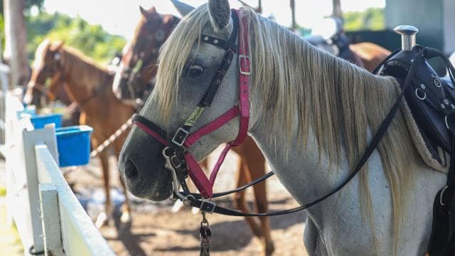 Puerto Rico: Sunset Horseback Rides in Aguadilla Beach - Dominican Republic