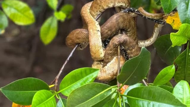 Mangrove Experience from Uvita - Dominican Republic