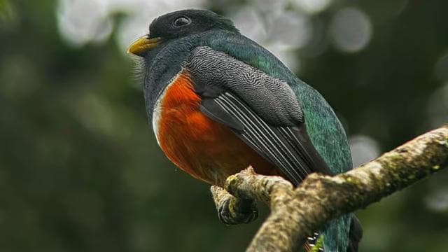 Monteverde: Exploration of the Cloud Forest - Dominican Republic