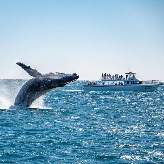 Samana : Whale watching & Kayaking - Dominican Republic