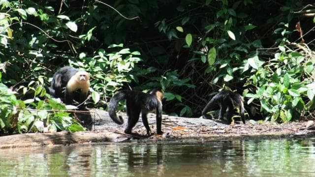 Tortuguero: "Unforgettable" canoe tour in the Tortuguero National Park - Dominican Republic