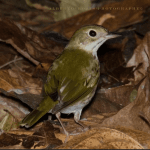 Sabana de la Mar: Bird Watching & Los Haitises National Park - Dominican Republic