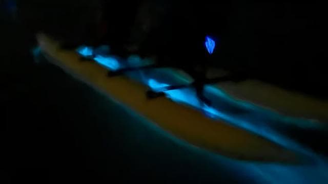 La Parguera: Bioluminescent Bay Chiliboats Waterbike Tour - Dominican Republic